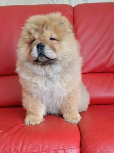 Chow Chow (au au) tenci